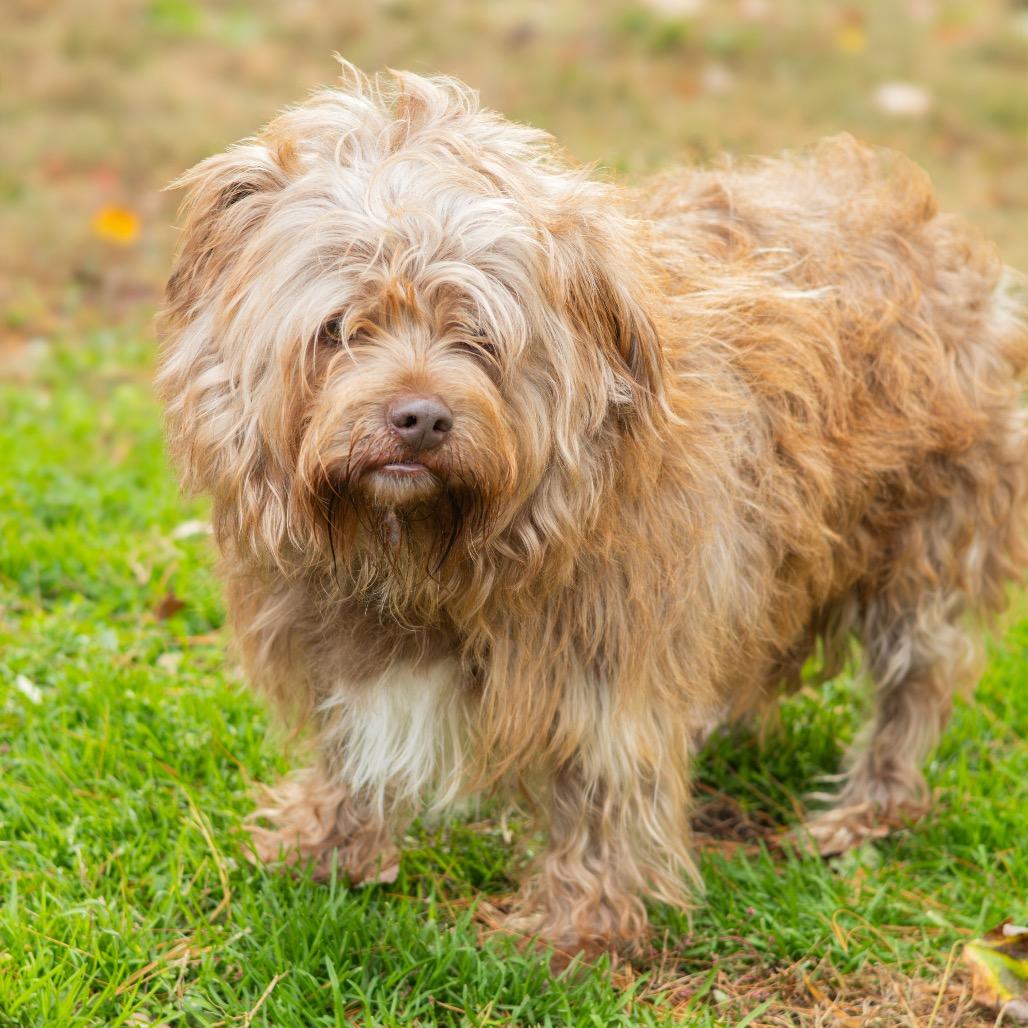 Enlarge Rusty (Bonded w/ Zoomie), a Adoptable mixed breed in Wilmington, DE image 3/6