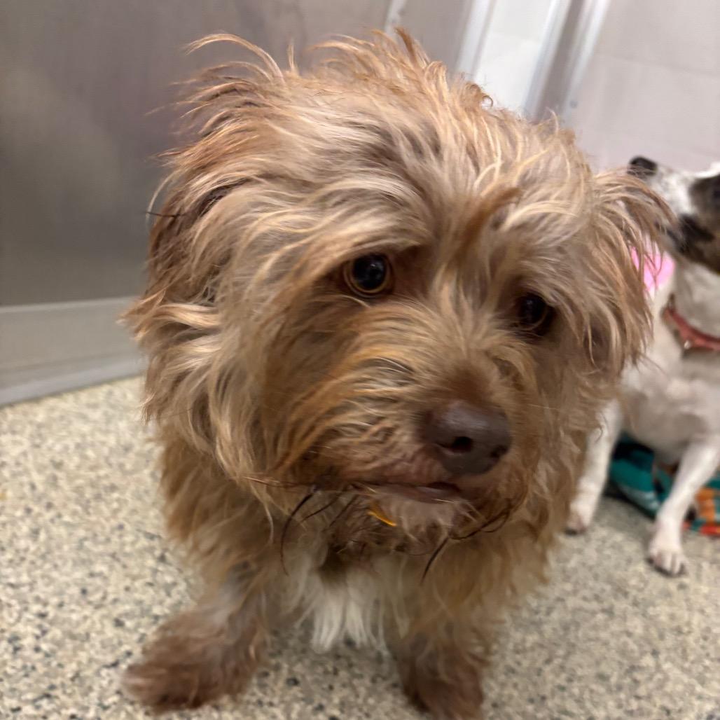 Enlarge Rusty (Bonded w/ Zoomie), a Adoptable mixed breed in Wilmington, DE image 6/6