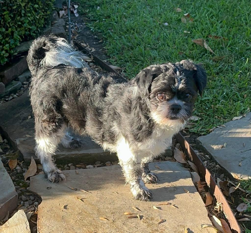 Enlarge Joseph, an adopted Shih Tzu in Houston, TX image 1/2