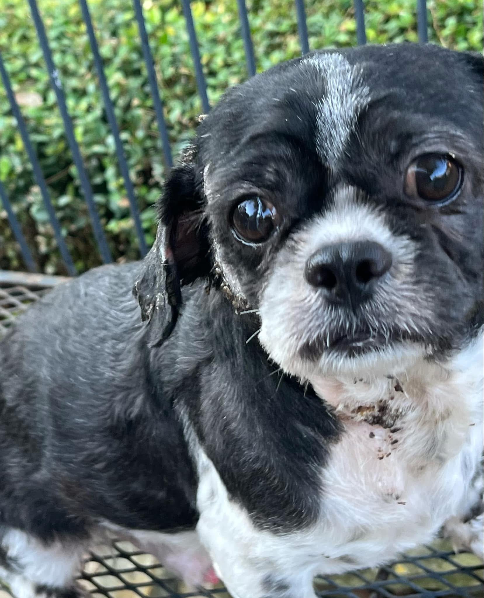 Joseph, adopted, Young Male Shih Tzu.