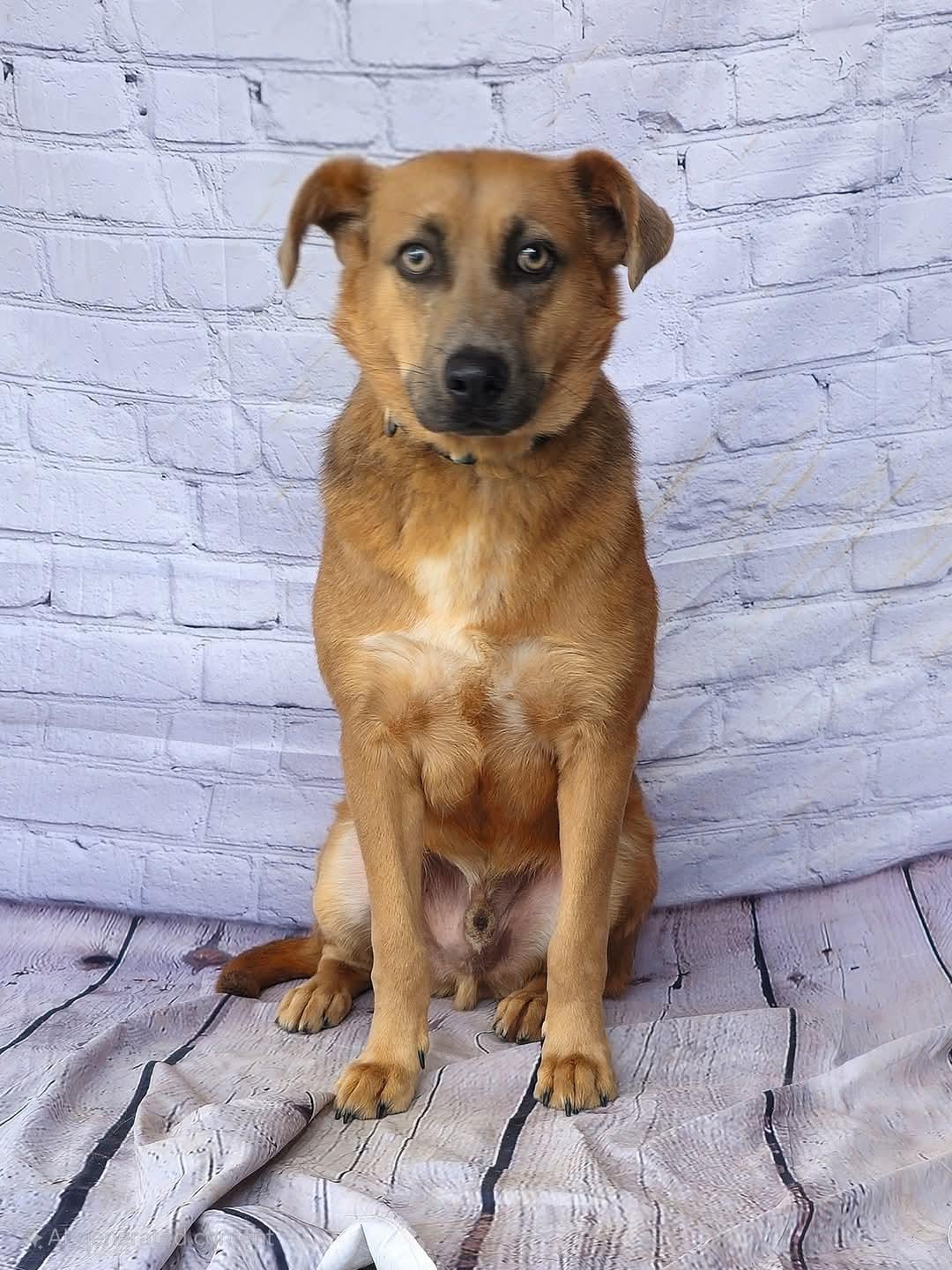 Jacob, Stunning!  Cat Friendly ! Handsome, loving, playful, sweet young boy