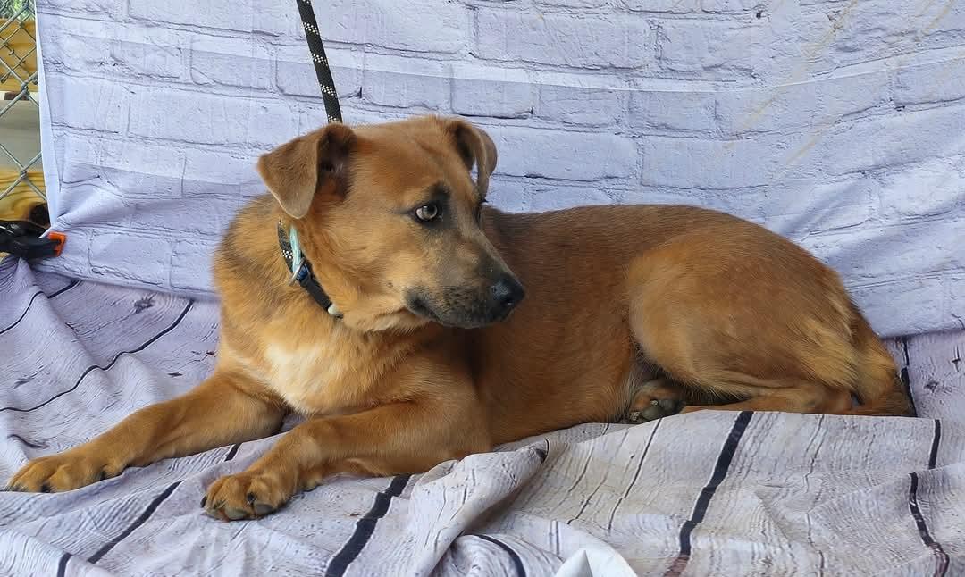 Jacob, Stunning!  Cat Friendly ! Handsome, loving, playful, sweet young boy