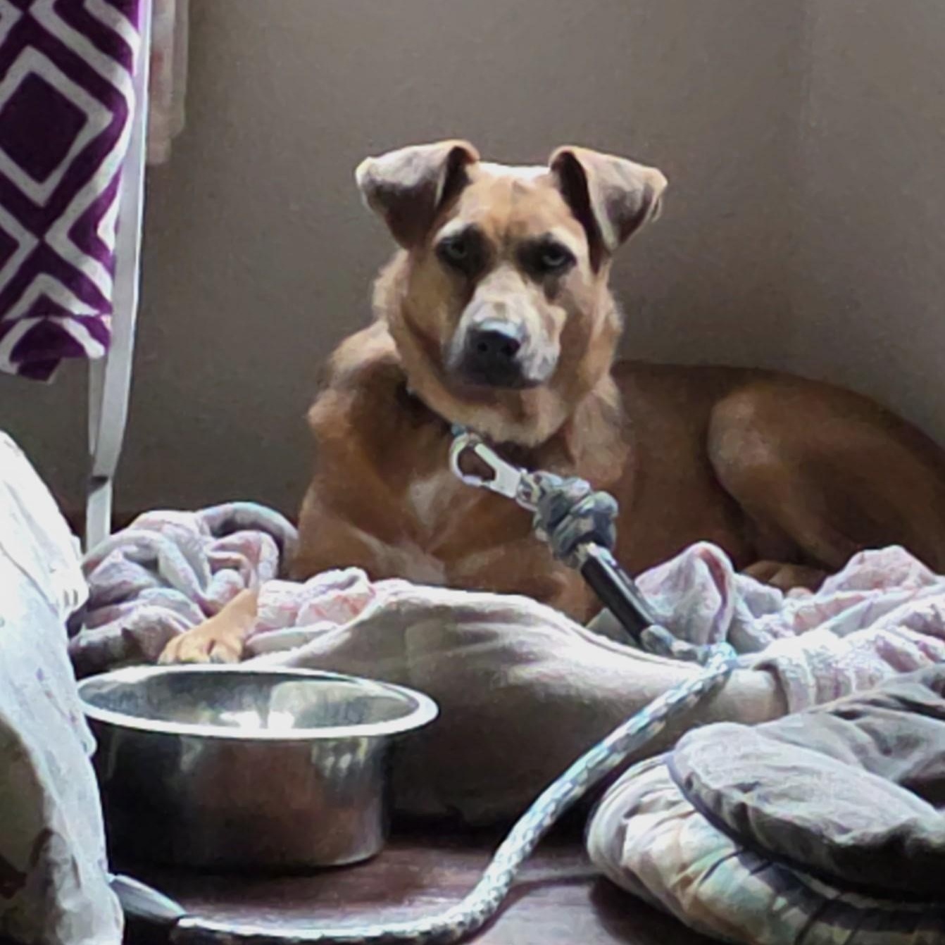 Jacob, Stunning!  Cat Friendly ! Handsome, loving, playful, sweet young boy
