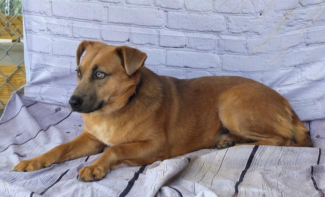 Jacob, Stunning!  Cat Friendly ! Handsome, loving, playful, sweet young boy
