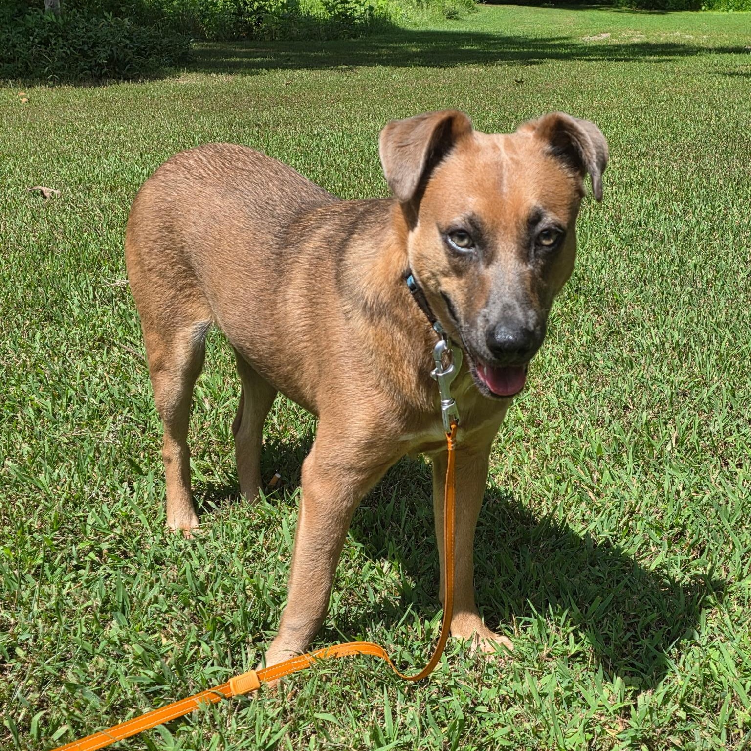 Jacob, Stunning!  Cat Friendly ! Handsome, loving, playful, sweet young boy