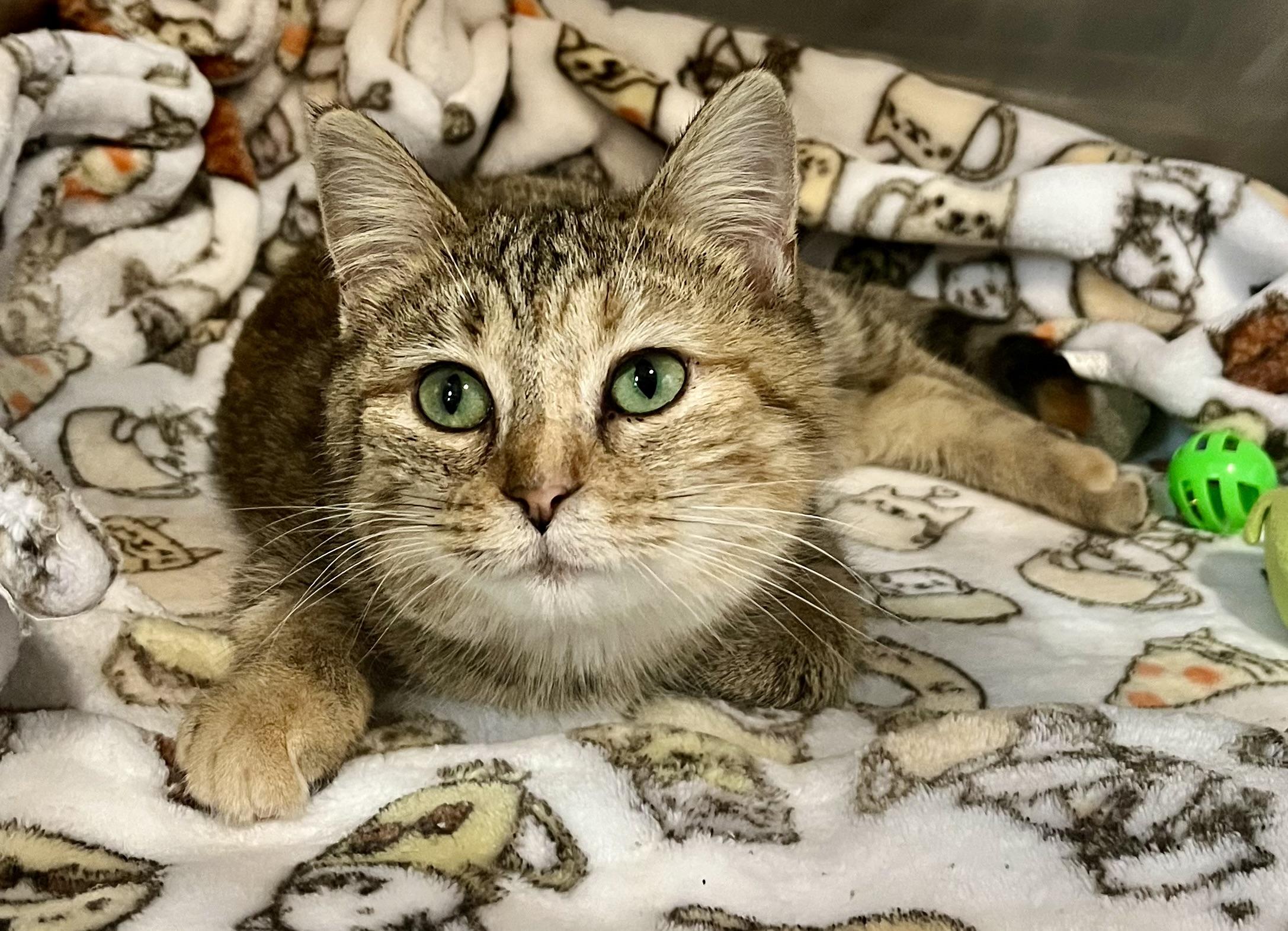 Lilo, adopted, Young Female Domestic Short Hair.