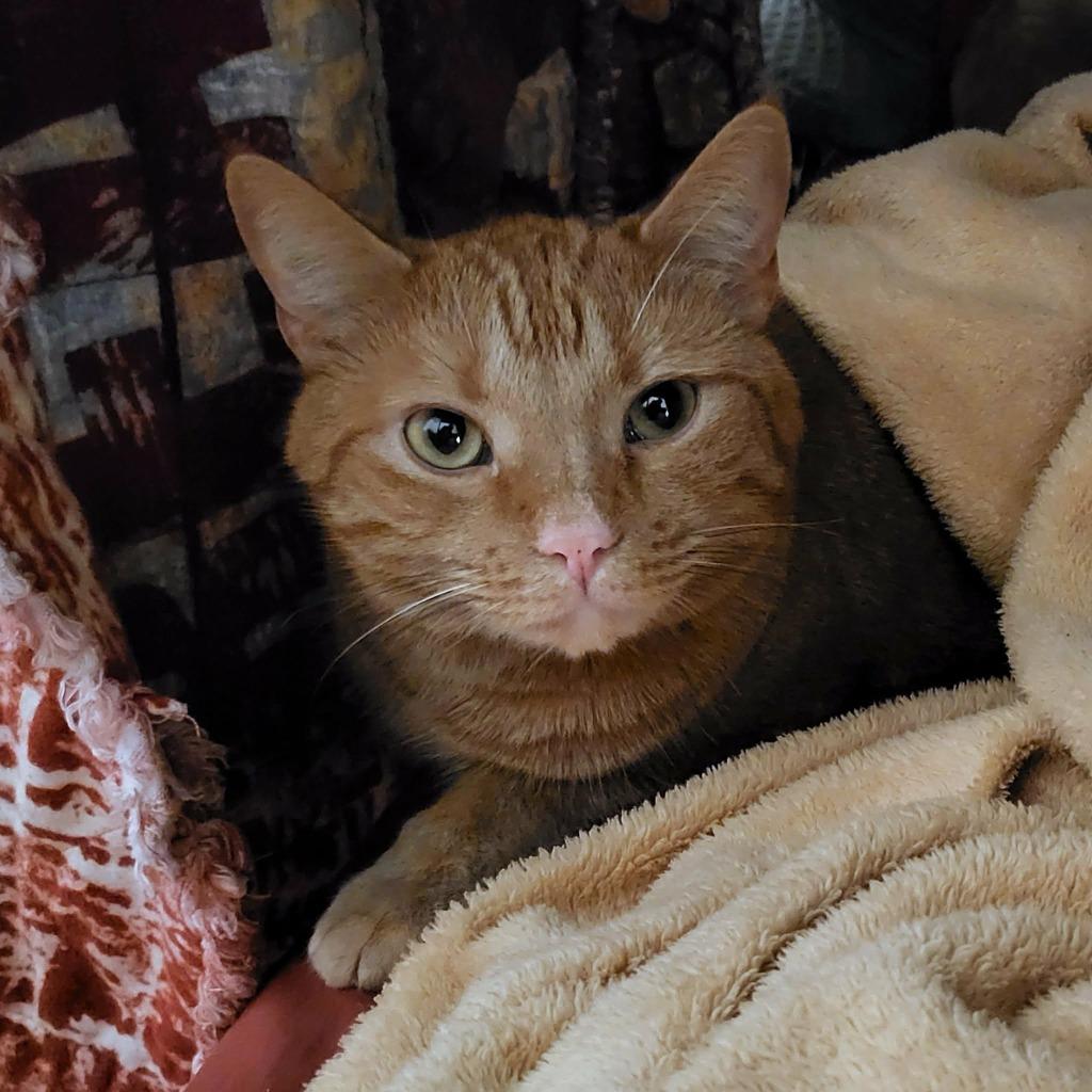 Chester, Adopted, Adult Male Domestic Short Hair.