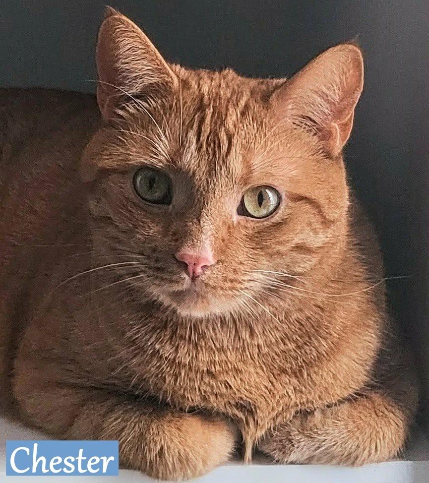 Enlarge Chester, a Adopted mixed breed in Hoover , AL image 2/3