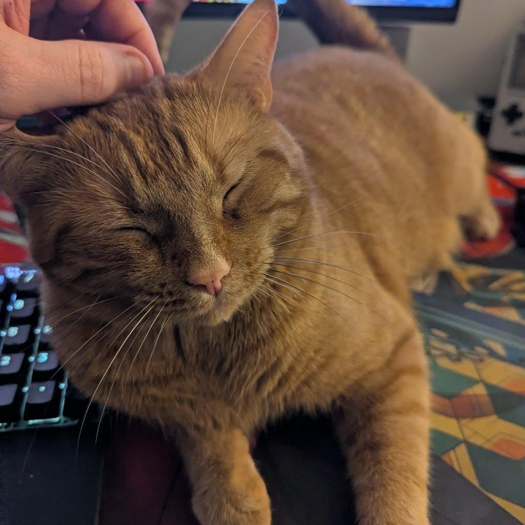 Enlarge Chester, a Adopted mixed breed in Hoover , AL image 3/3