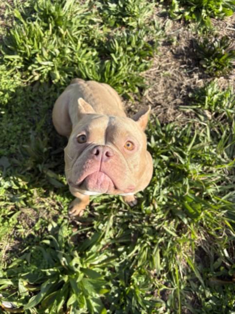 SHANIA, Adoptable, Adult Female French Bulldog & Mixed Breed.