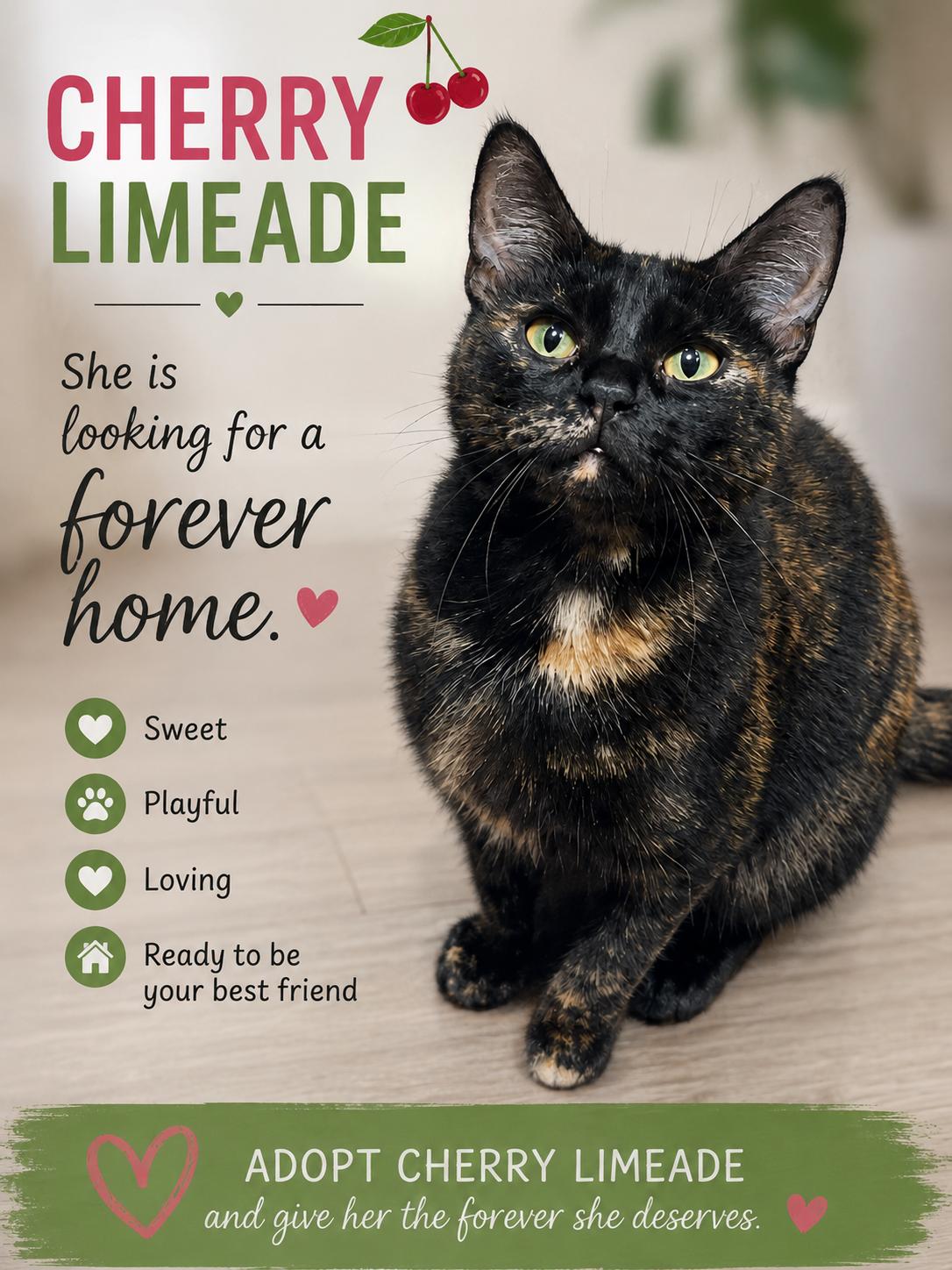 Cherry Limeaid, ADOPTABLE, Adult Female Domestic Short Hair & Tortoiseshell.