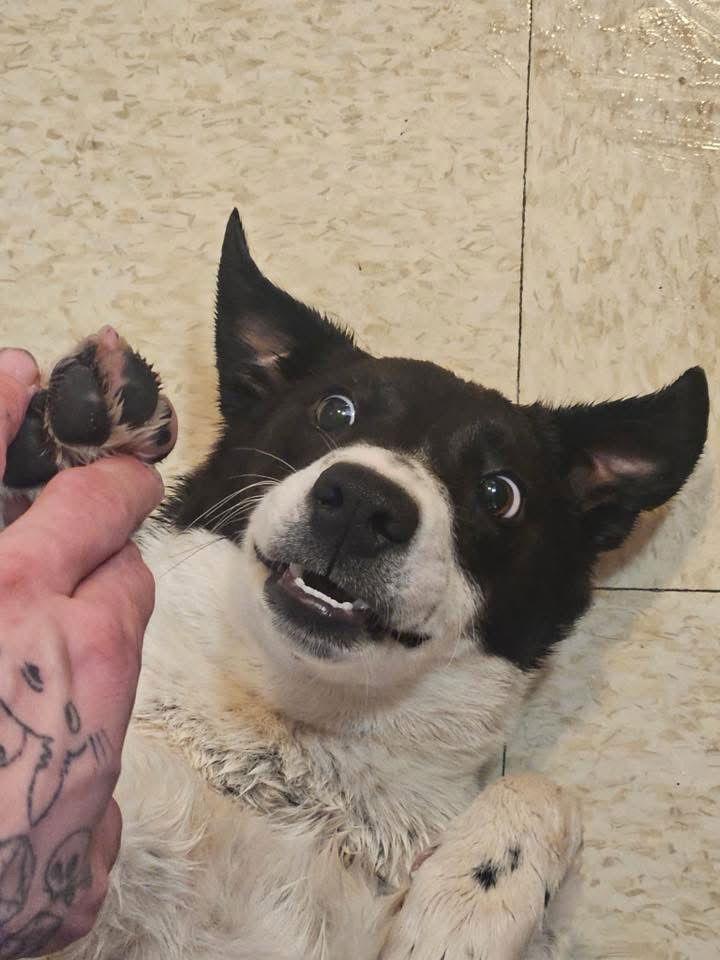 Enlarge Whiskey, a Adoptable mixed breed in Williamsburg, NM image 2/3