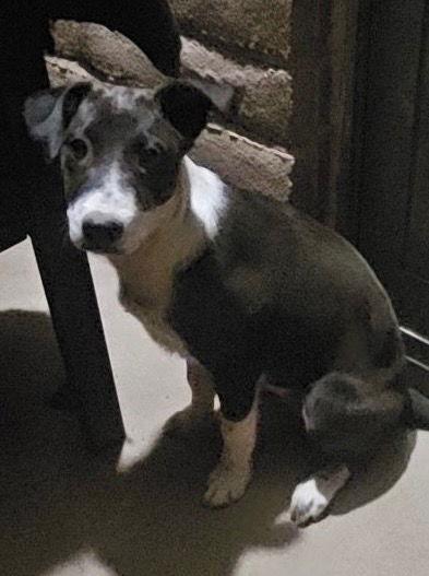 Enlarge Whiskey, a Adoptable mixed breed in Williamsburg, NM image 3/3