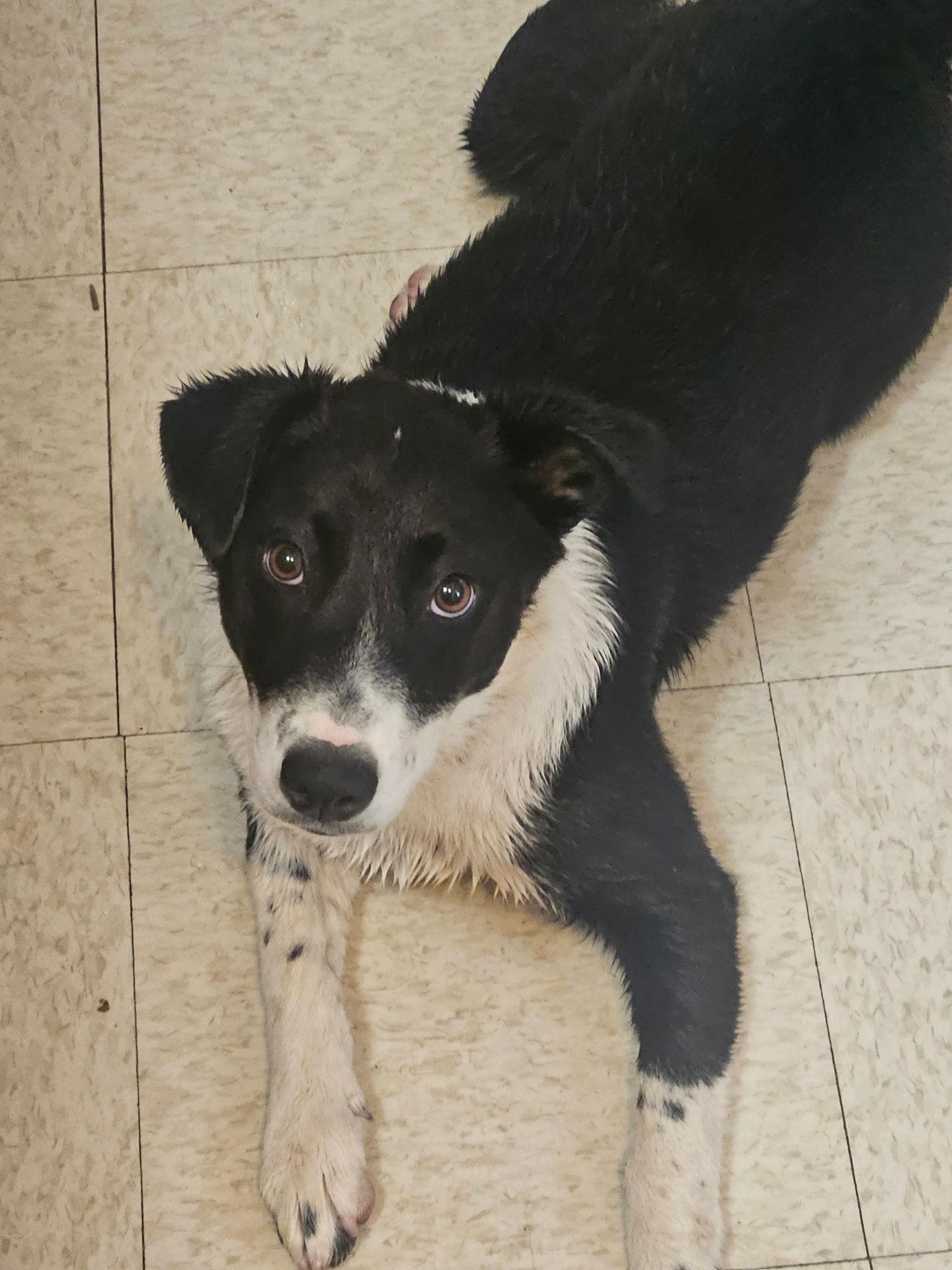 Whiskey, Adoptable, Puppy Female Australian Kelpie & Border Collie.