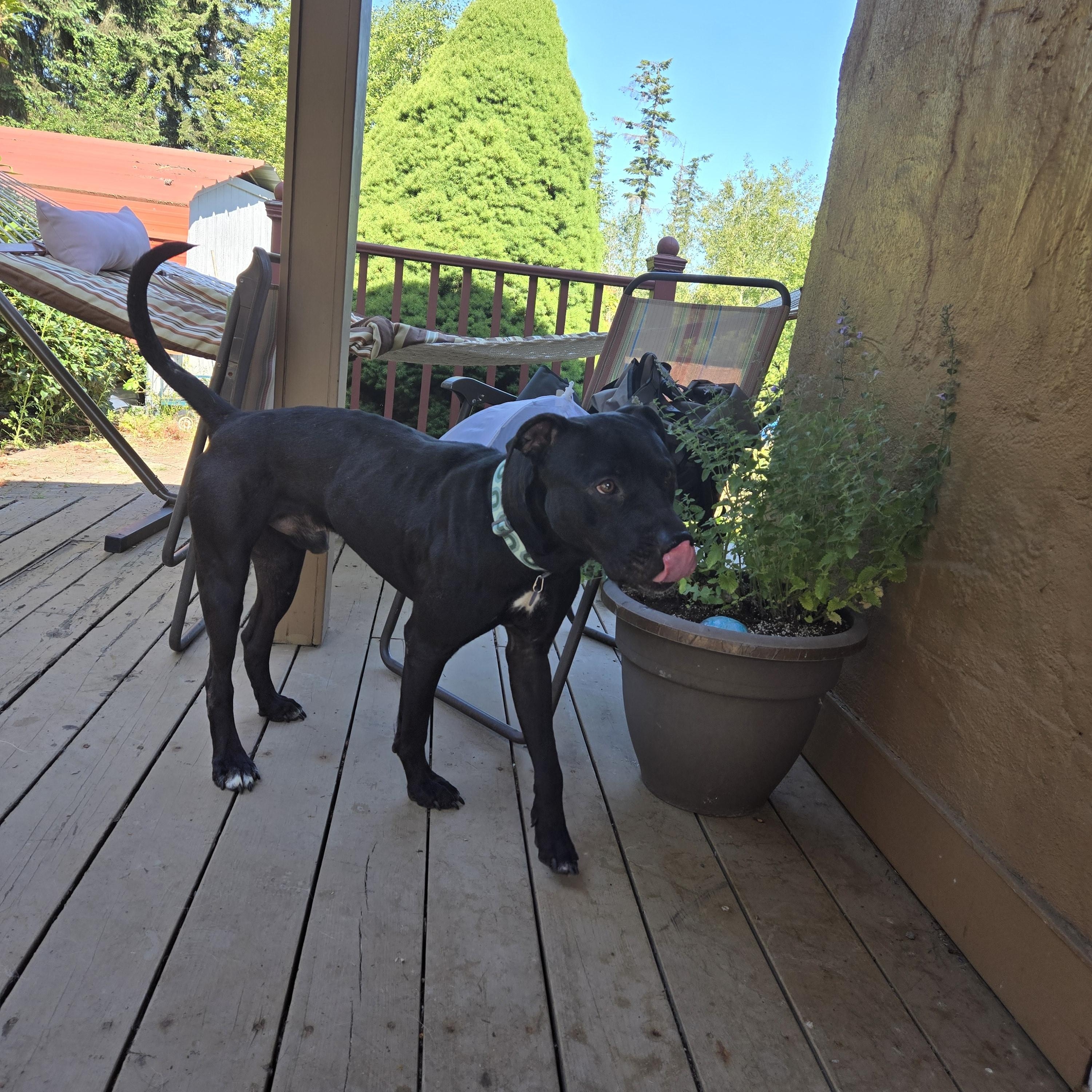 Emmett, Adoptable, Adult Male Black Labrador Retriever & Pit Bull Terrier.