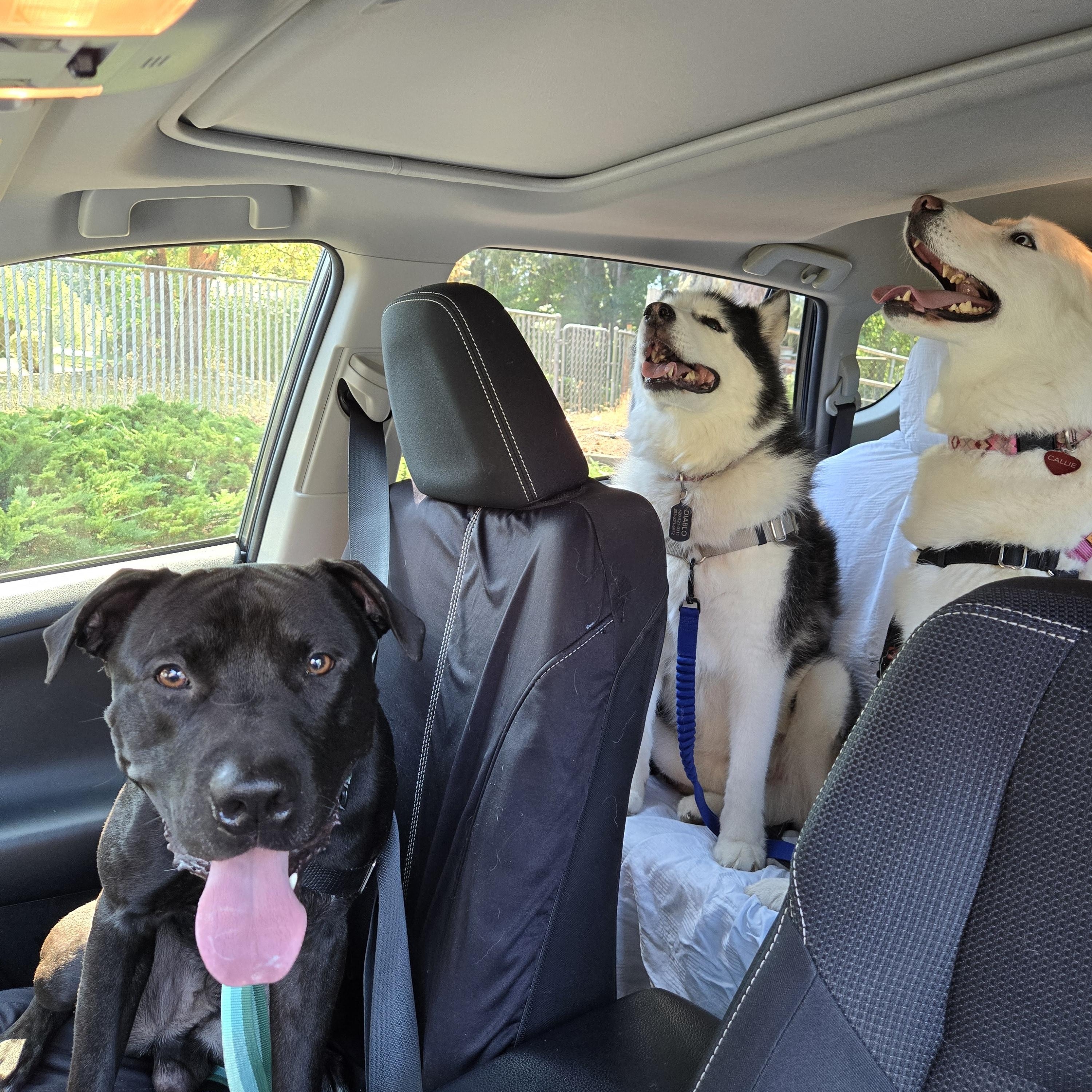 Emmett, Adoptable, Adult Male Black Labrador Retriever & Pit Bull Terrier.