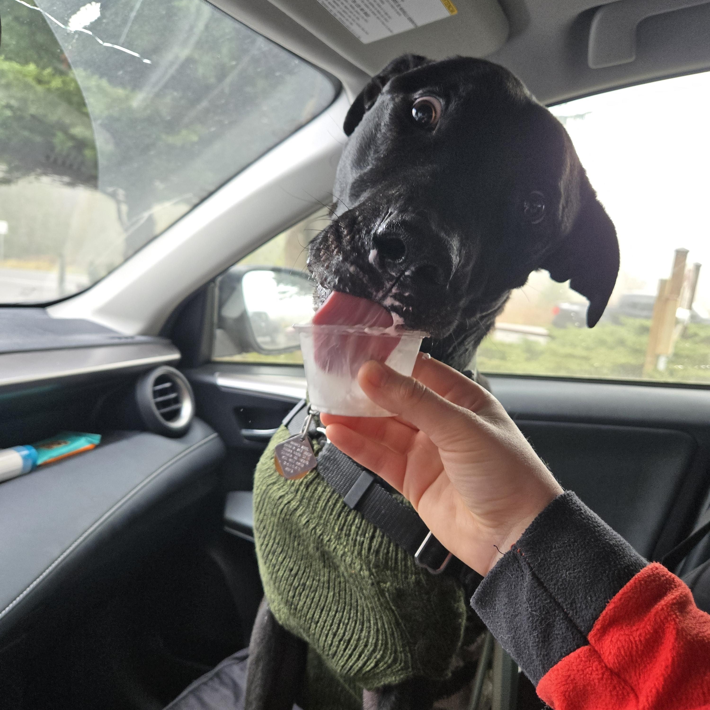 Emmett, a Adoptable mixed breed in Puyallup, WA image 3/4