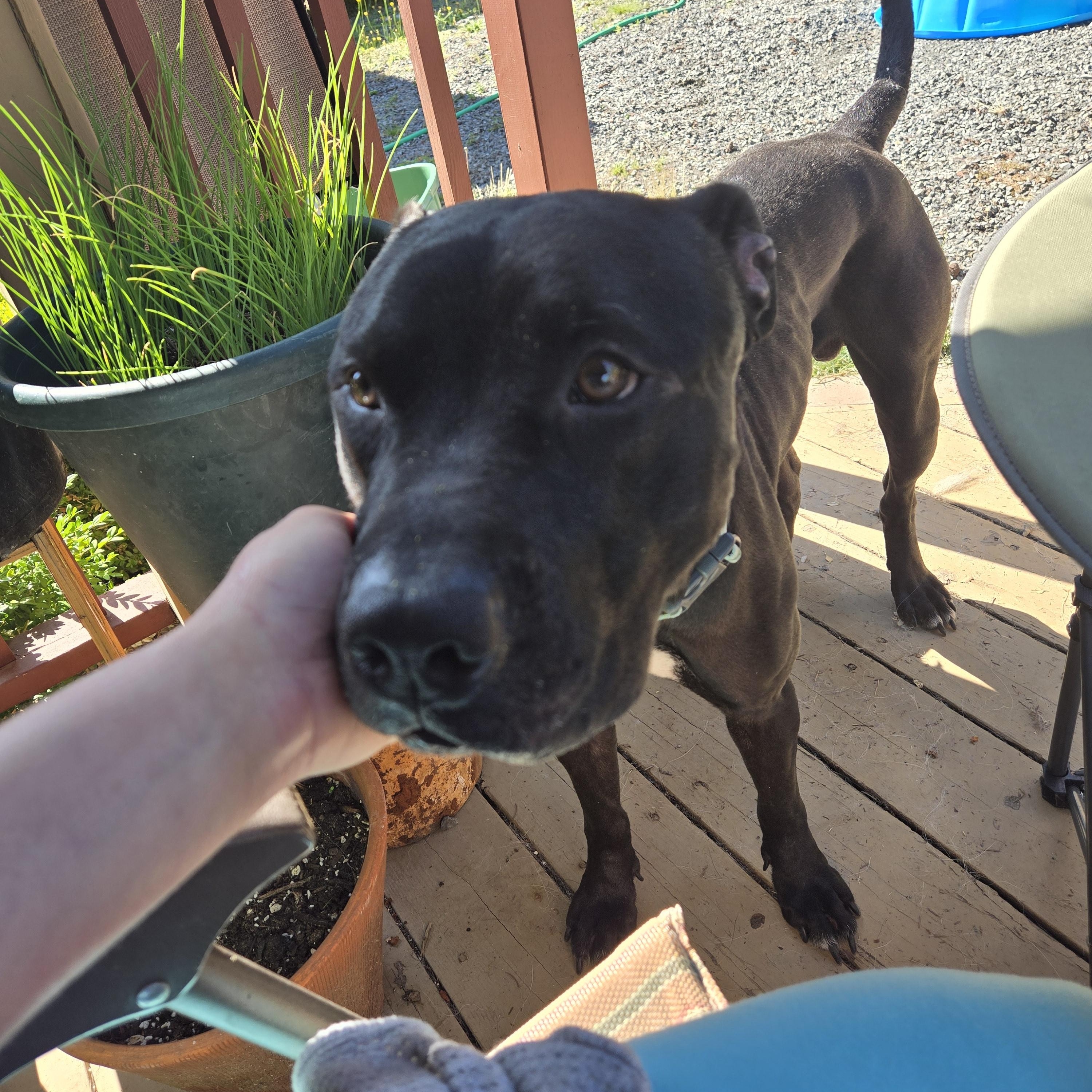Emmett, a Adoptable mixed breed in Puyallup, WA image 4/4