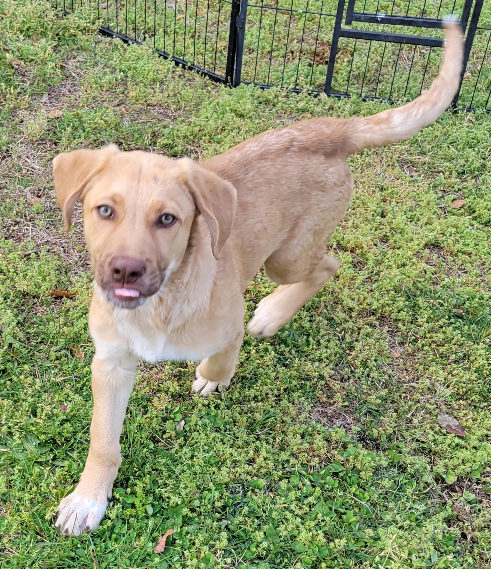 Enlarge Cecil, an adopted mixed breed in Elwood, NJ image 1/6