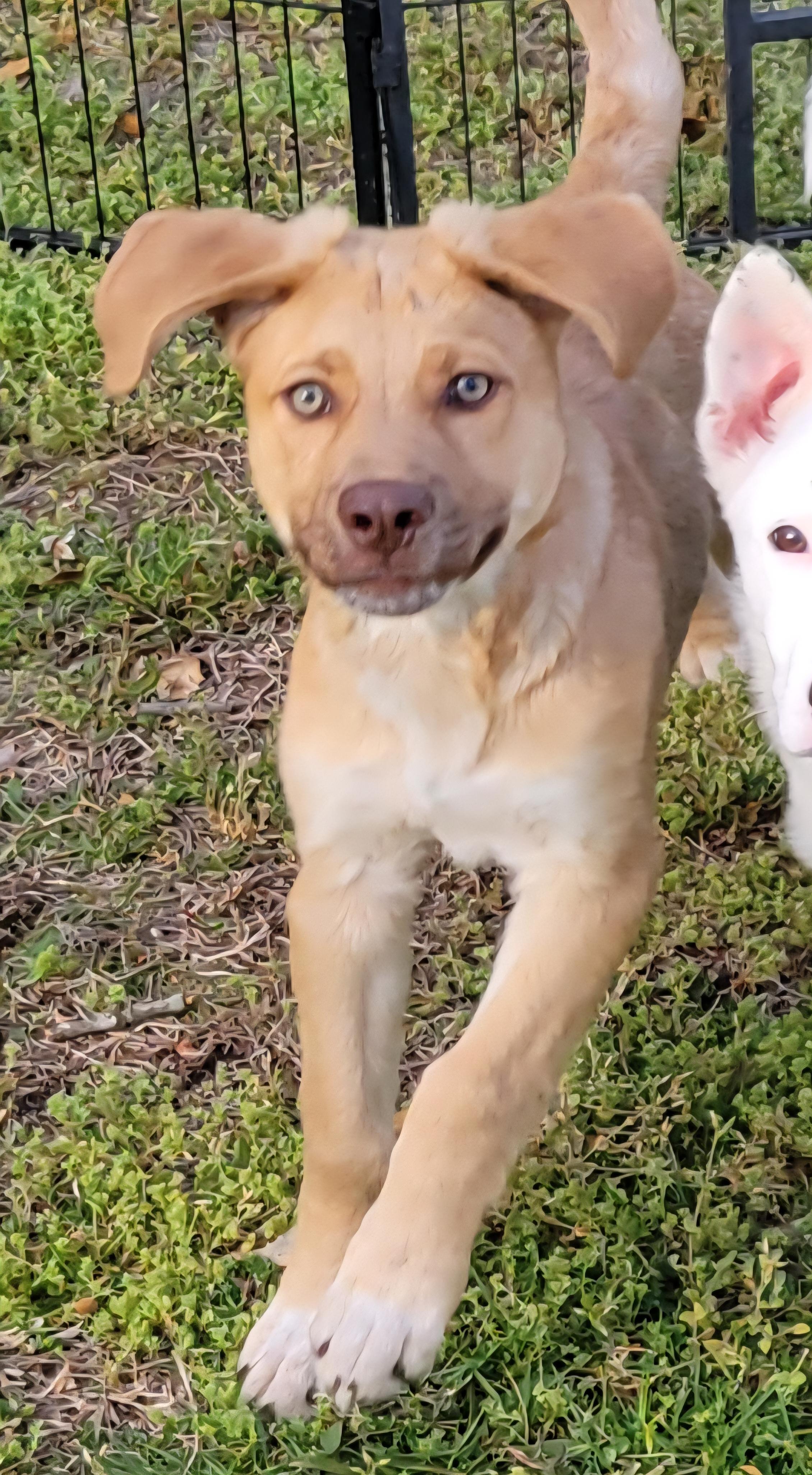 Enlarge Cecil, an adopted mixed breed in Elwood, NJ image 3/6