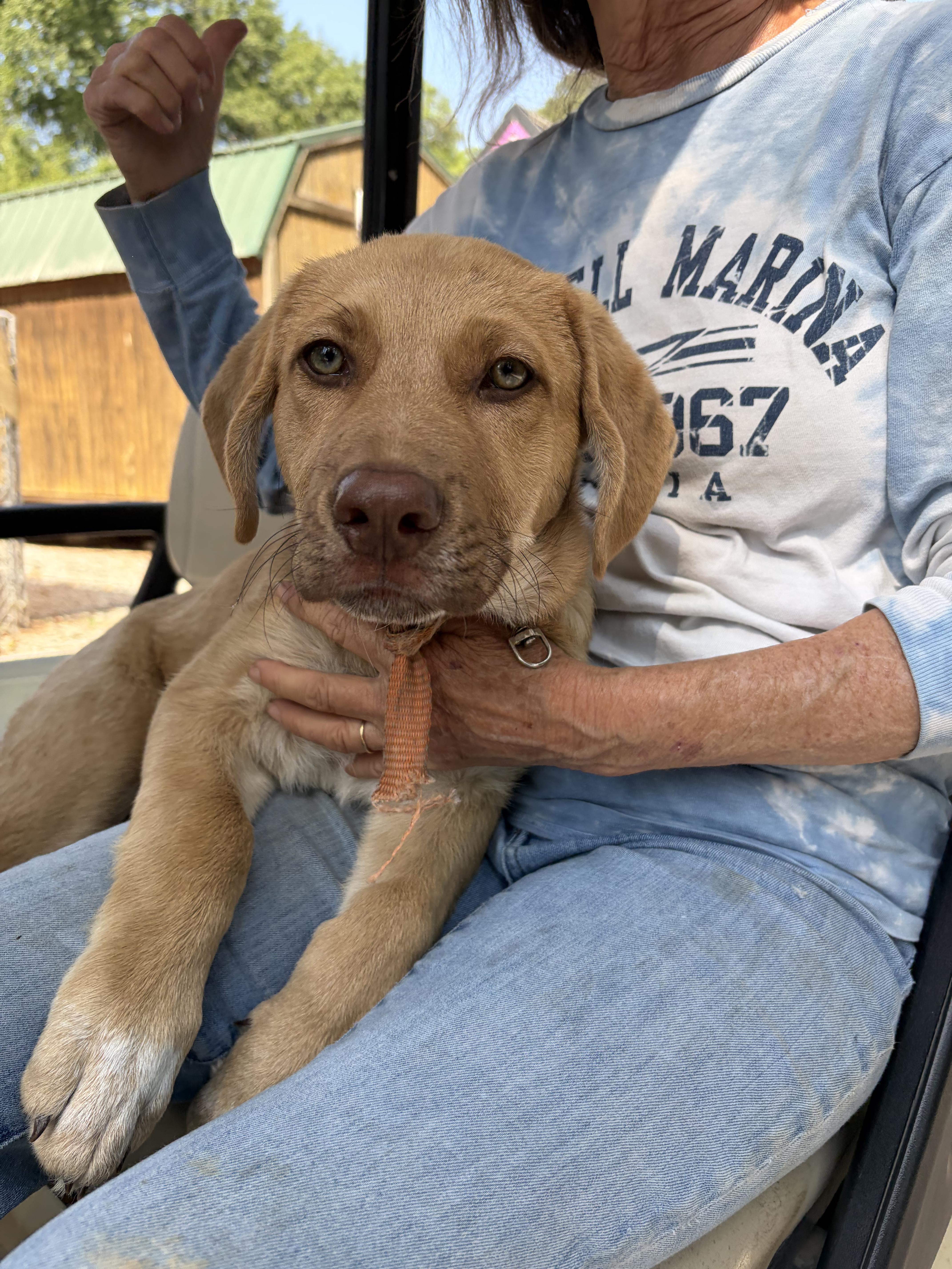Enlarge Cecil, an adopted mixed breed in Elwood, NJ image 2/6