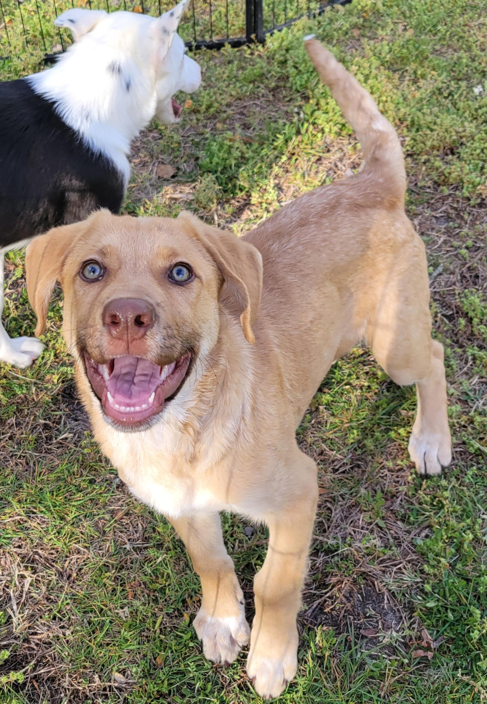 Enlarge Cecil, an adopted mixed breed in Elwood, NJ image 5/6