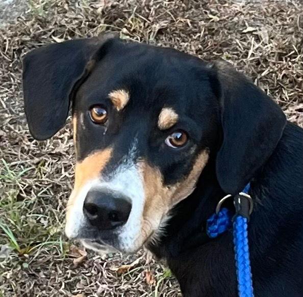 25-677 Gravy, Adoptable, Young Male Hound.