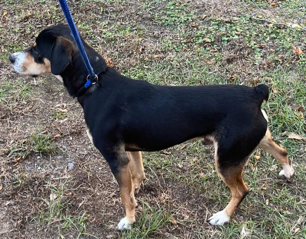 25-677 Gravy, a Adoptable Hound in Tarboro, NC image 2/2