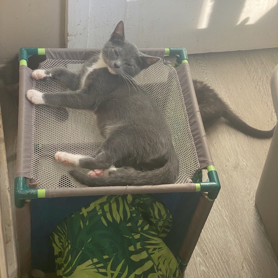 Enlarge Zing, a Adoptable Domestic Short Hair in Mount Pleasant, PA image 1/2