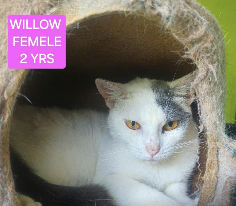 Willow, ADOPTABLE, Young Female British Shorthair & Domestic Short Hair.