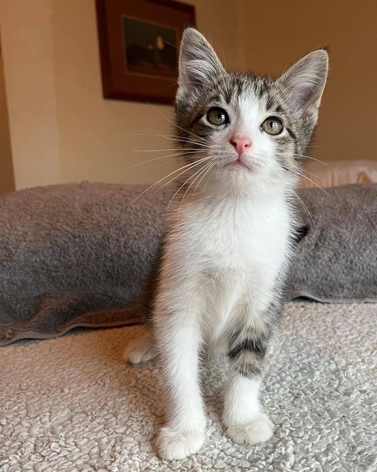 Enlarge Picasso, a Adoptable Domestic Short Hair in Savannah, GA image 1/2