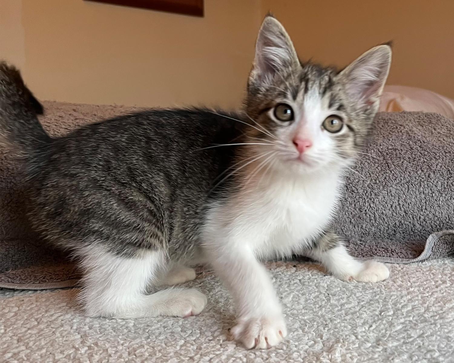 Picasso, adopted, Kitten Male Domestic Short Hair.