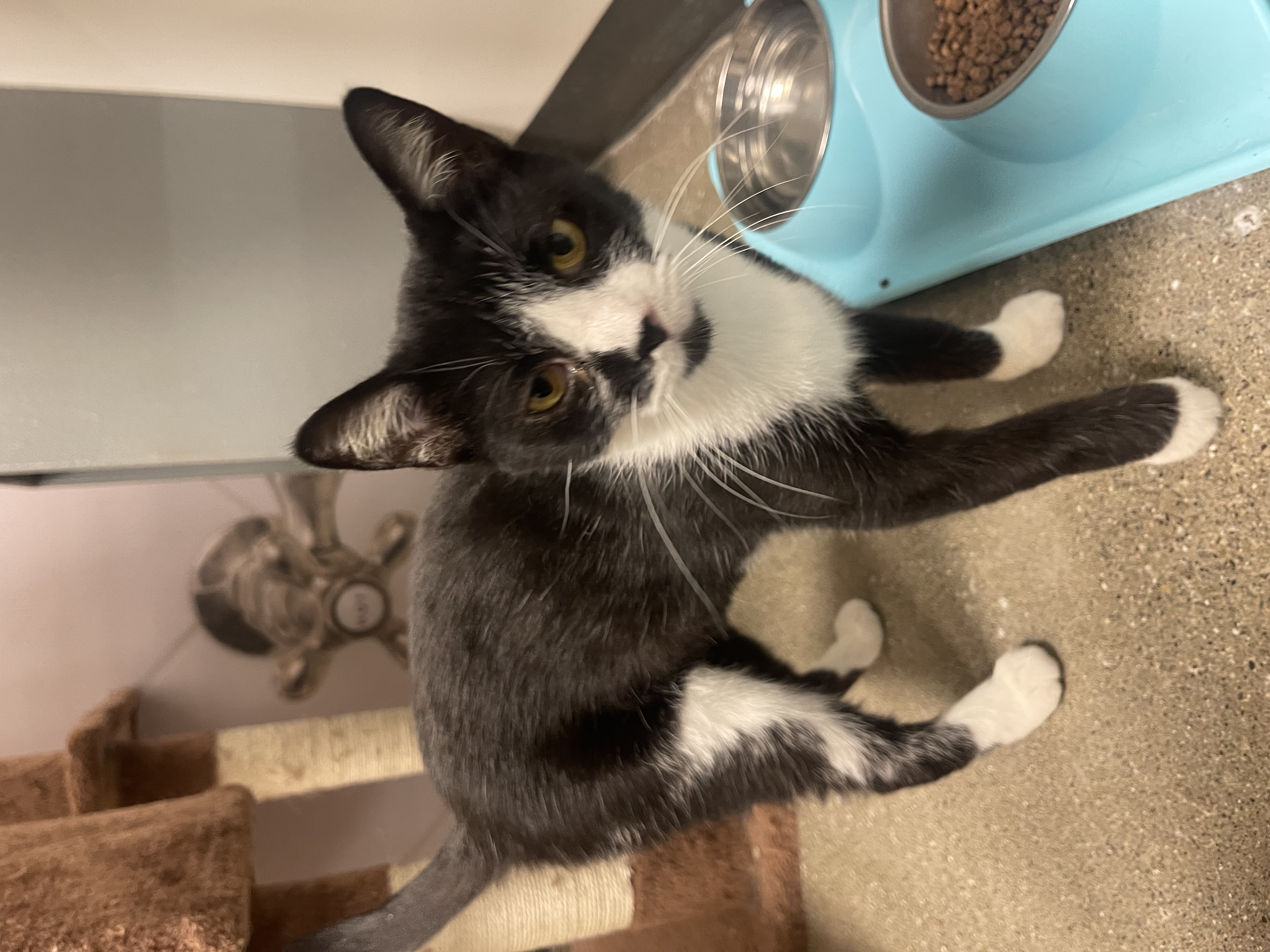 Daisy, Adopted, Young Female Domestic Short Hair.