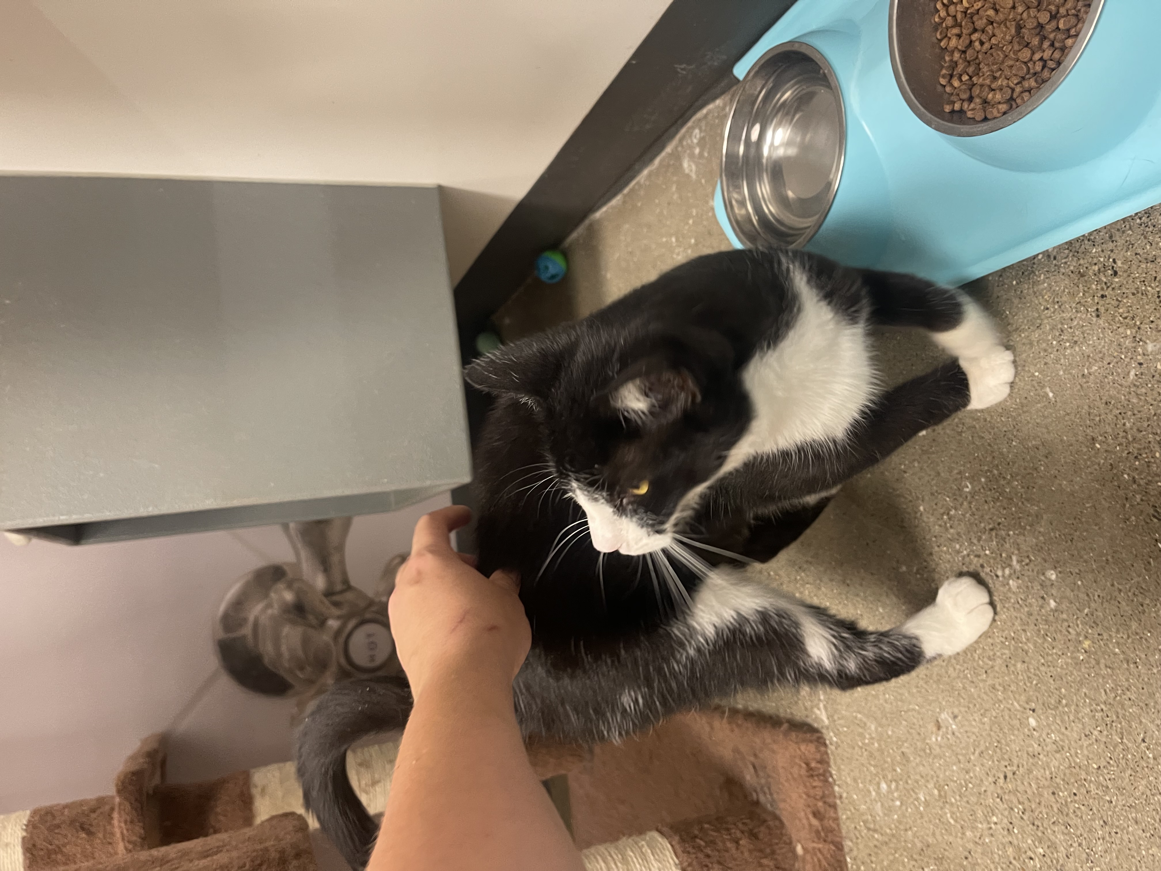 Enlarge Daisy, a Adopted Domestic Short Hair in Heath, OH image 2/4