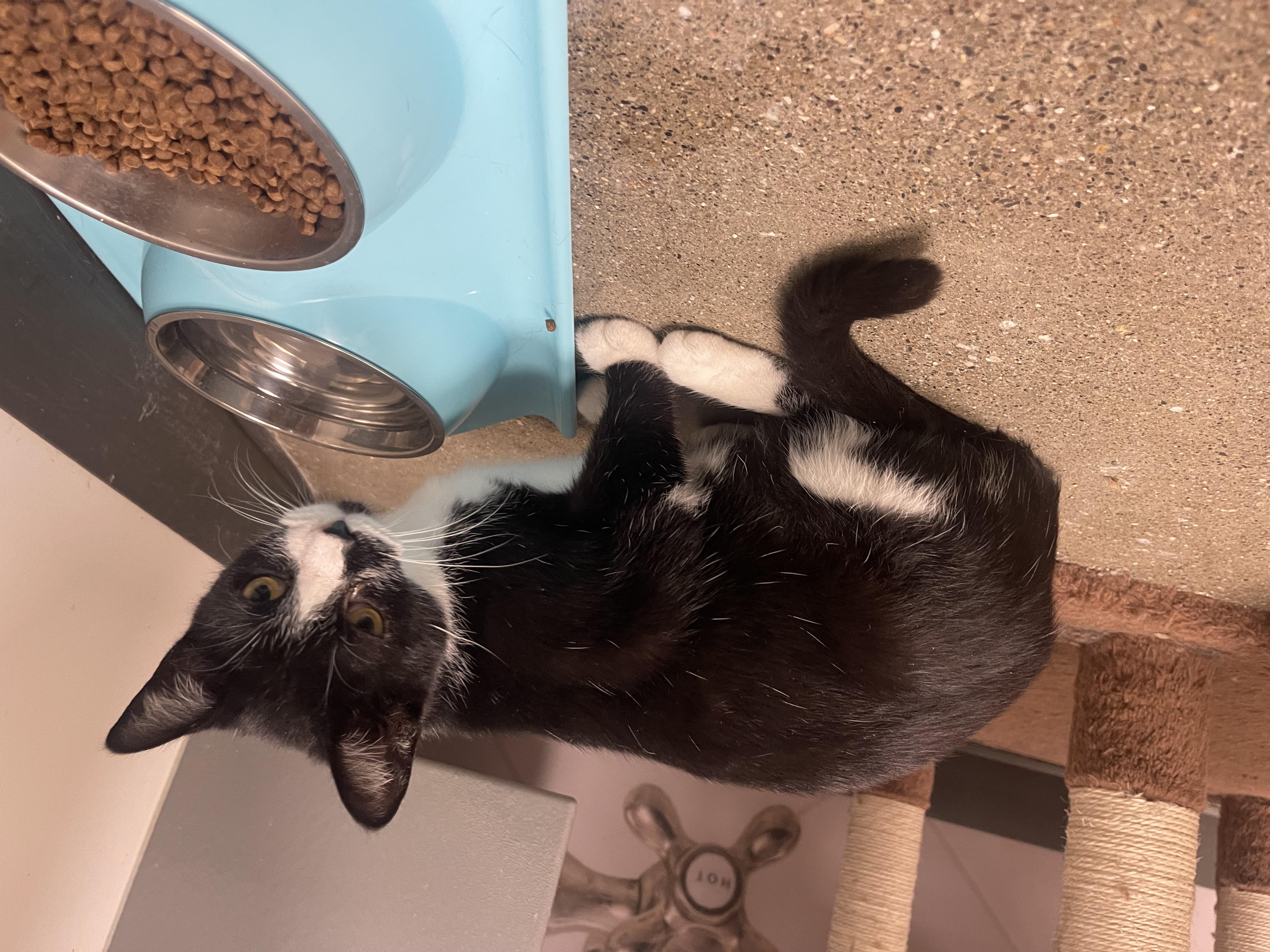 Enlarge Daisy, a Adopted Domestic Short Hair in Heath, OH image 3/4