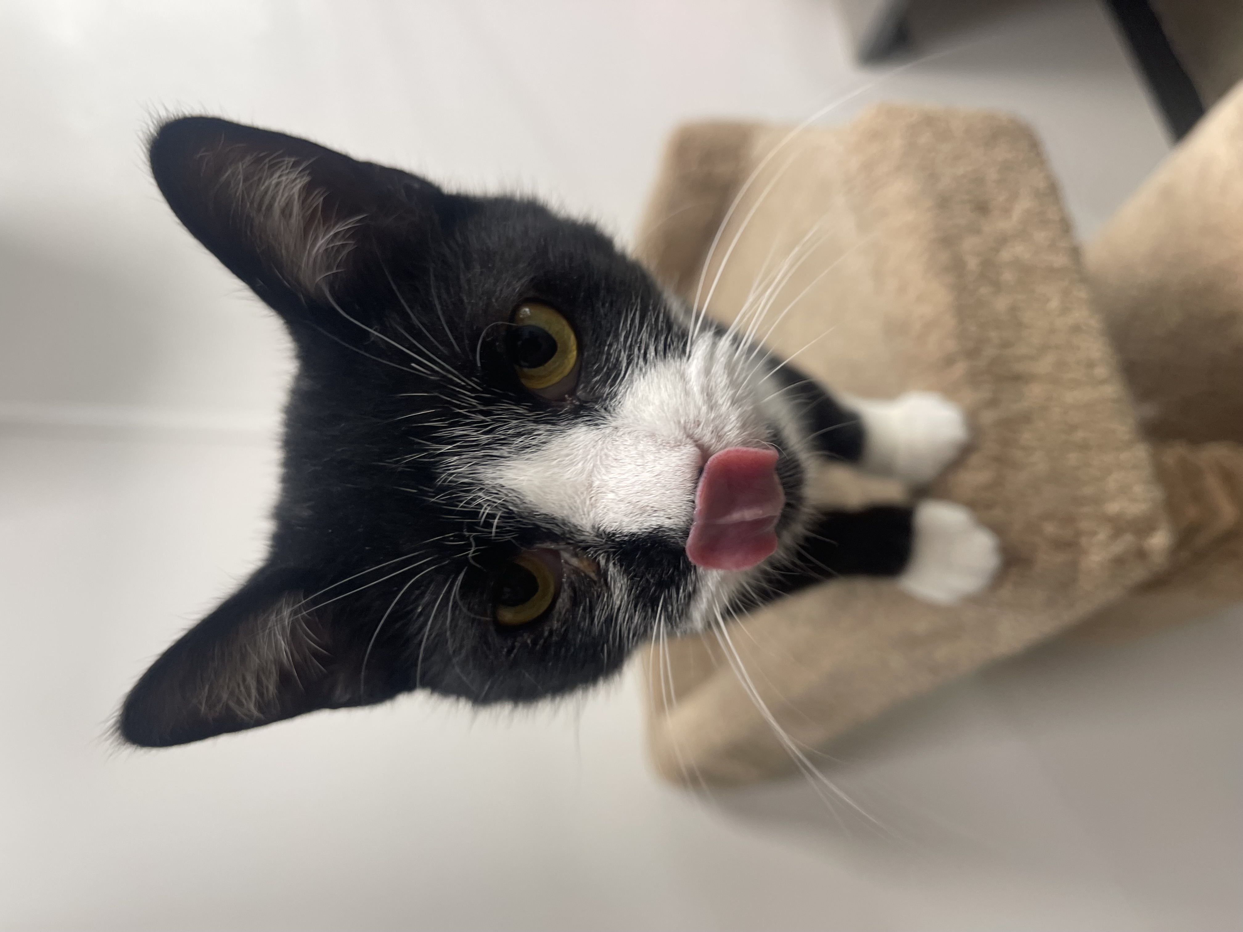 Enlarge Daisy, a Adopted Domestic Short Hair in Heath, OH image 4/4