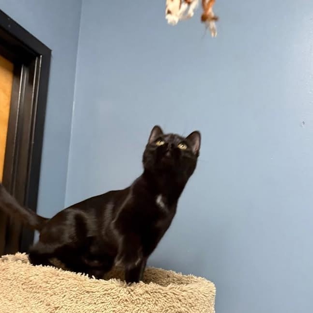 Kai, Adoptable, Kitten Female Domestic Short Hair.