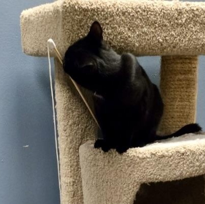 Kai, a Adoptable mixed breed in Chicago, IL image 2/5