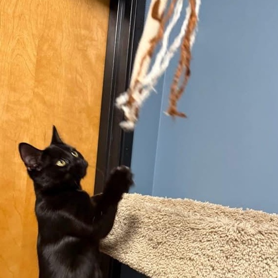 Kai, Adoptable, Kitten Female Domestic Short Hair.