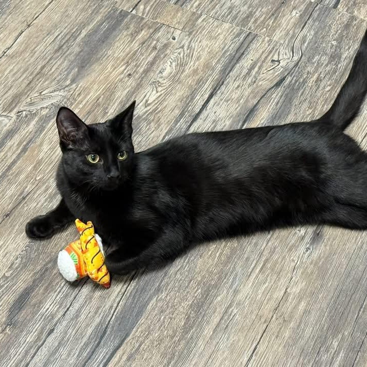 Kai, a Adoptable mixed breed in Chicago, IL image 4/5