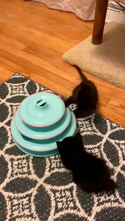 Enlarge Kai, a Adoptable mixed breed in Chicago, IL video 5/5