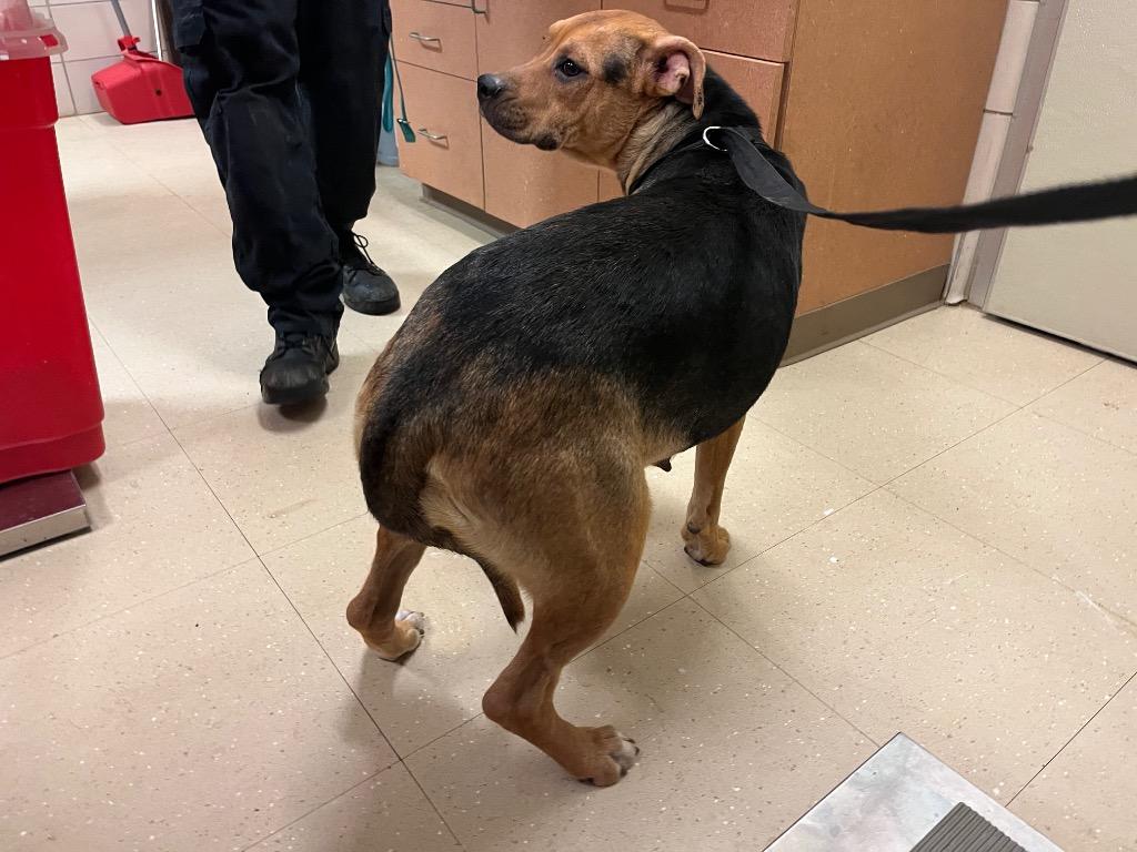 Enlarge Tiffany, a Adoptable mixed breed in Bossier City, LA image 1/6