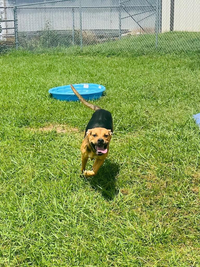 Enlarge Tiffany, a Adoptable mixed breed in Bossier City, LA image 2/6