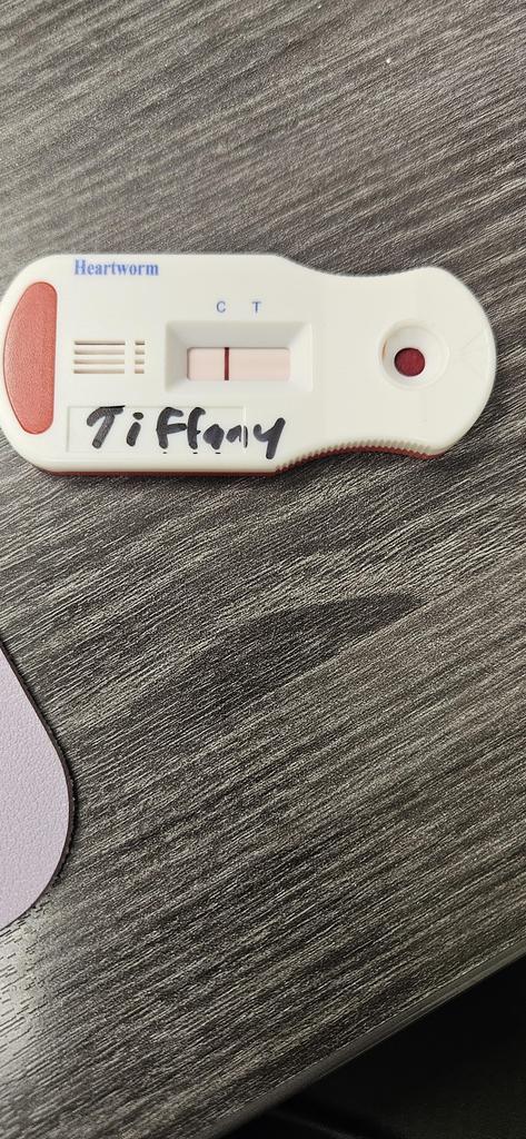 Enlarge Tiffany, a Adoptable mixed breed in Bossier City, LA image 3/6