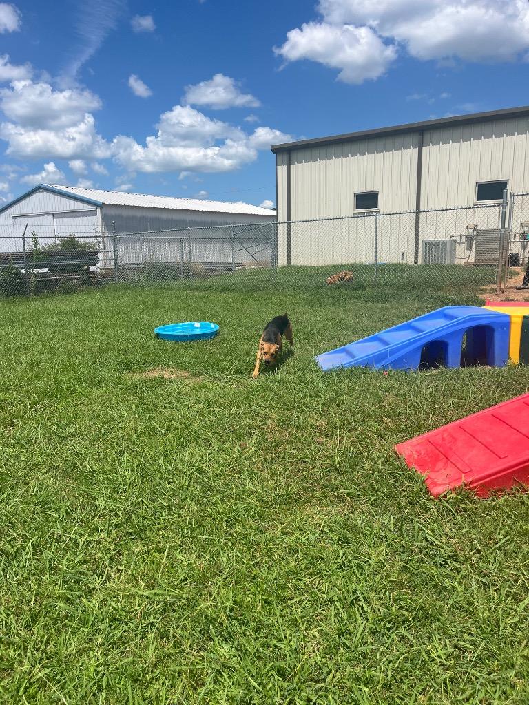 Enlarge Tiffany, a Adoptable mixed breed in Bossier City, LA image 4/6