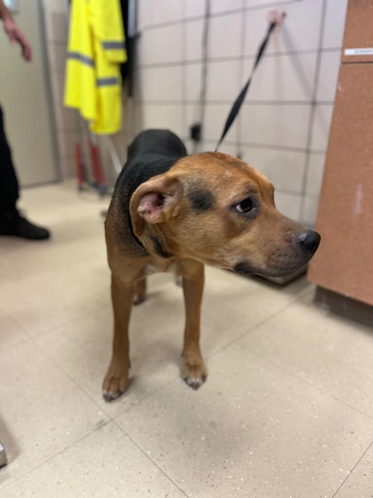 Enlarge Tiffany, a Adoptable mixed breed in Bossier City, LA image 5/6