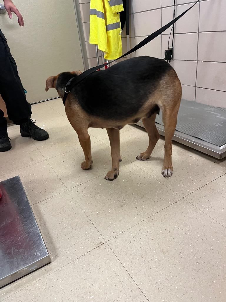 Enlarge Tiffany, a Adoptable mixed breed in Bossier City, LA image 6/6