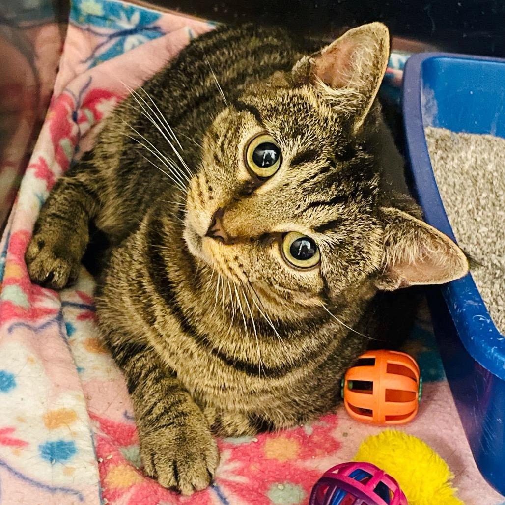 Enlarge Connie, a Adoptable Domestic Short Hair in Columbia Station, OH image 1/5