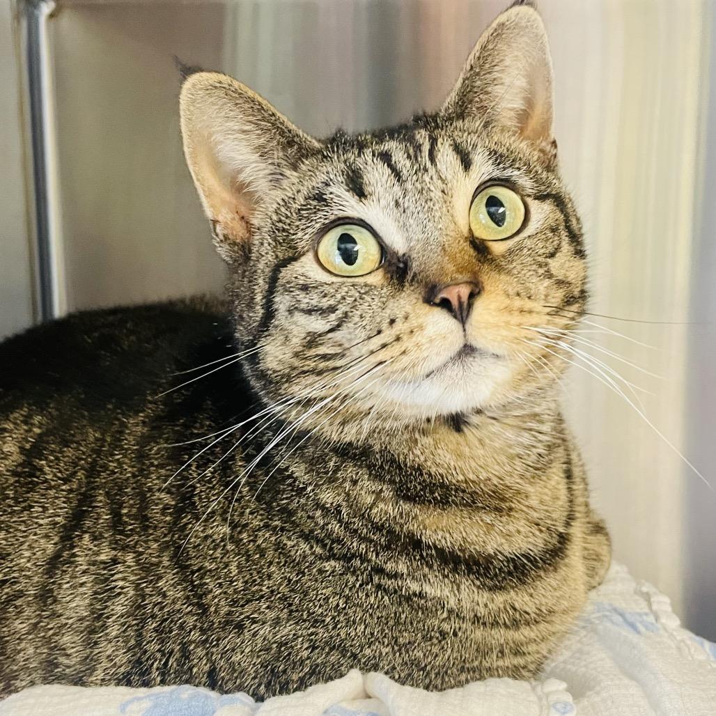 Enlarge Connie, a Adoptable Domestic Short Hair in Columbia Station, OH image 2/6