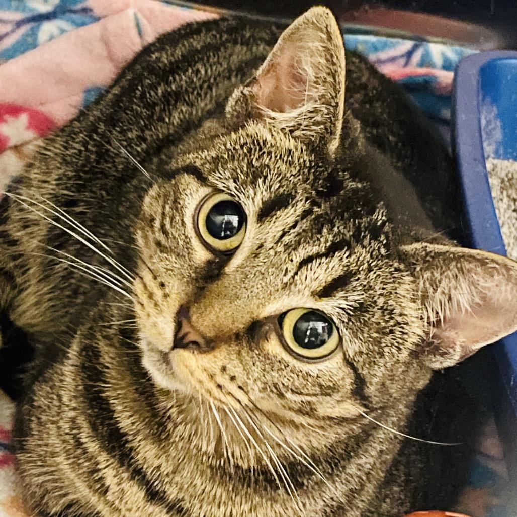 Enlarge Connie, a Adoptable Domestic Short Hair in Columbia Station, OH image 2/5